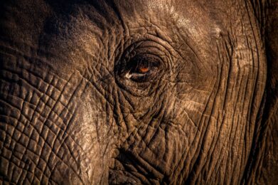 Cuir éléphant